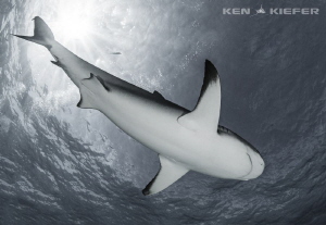 Belly Shot of a Reef Shark by Ken Kiefer 